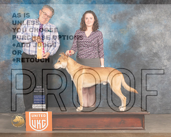 Carolina Dog #384 Sat BMNCh Judge Rich Klatt_MMJ_5366_BeltonTxClassic2021-HR3