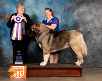 Cauc Ovcharka #436 Sat BIS Judge Pamela Moore