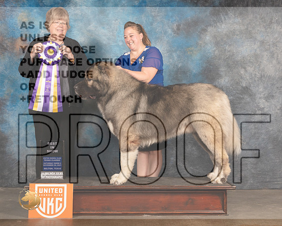 Cauc Ovcharka #436 Sat BIS Judge Pamela Moore_MMJ_5453_BeltonTxClassic2021-HR3