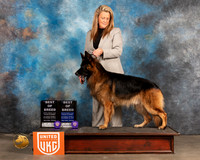 German Shepherd Dog #376 Sat BOB Judge Rich Klatt
