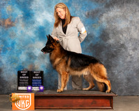 German Shepherd Dog #376 Sat BOB Judge Rich Klatt Judge Nancy Eilks