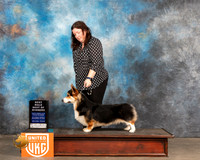 Pembroke Welsh Corgi #221 Sat BOW Judge Nancy Eilks
