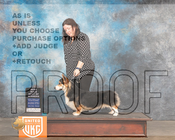 Pembroke Welsh Corgi #221 Sat BOW Judge Nancy Eilks_MMJ_5390_BeltonTxClassic2021-HR3
