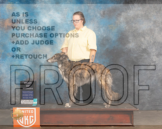 Silken Windhound #409 Sat BOW Judge Rich Klatt_MMJ_5357_BeltonTxClassic2021-HR3