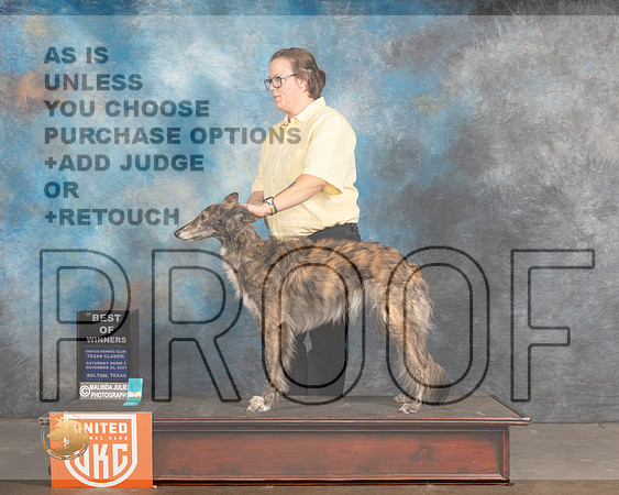 Silken Windhound #409 Sat BOW Judge Rich Klatt_MMJ_5359_BeltonTxClassic2021-HR3