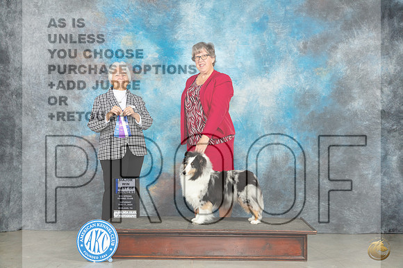 Shetland Sheepdog #16 Sat BOWM Judge Gloria Kerr__JP_1266e_Midland2024