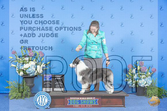 Border Collie #11 THUR WD BOW Judge Jon Cole__JP_7957_Houston_2024_HR3