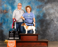 Jack Russel Terrier #145 S3 BOBTD Judge  Pamela Moore