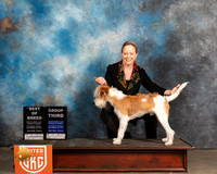 Kromfohrlander #163 Sat G3 Judge Nancy Eilks r