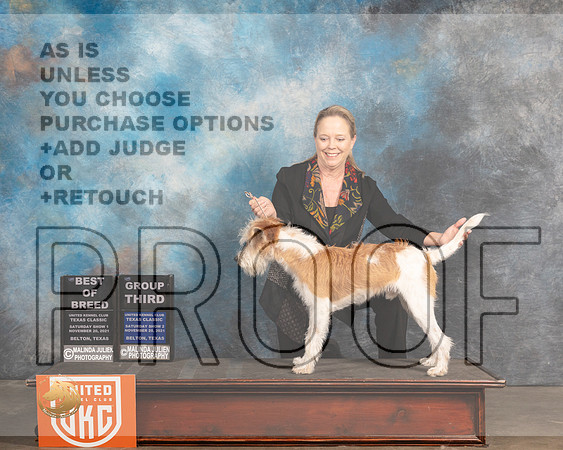 Kromfohrlander #163 Sat G3 Judge Nancy Eilks r_MMJ_5505_BeltonTxClassic2021-HR3