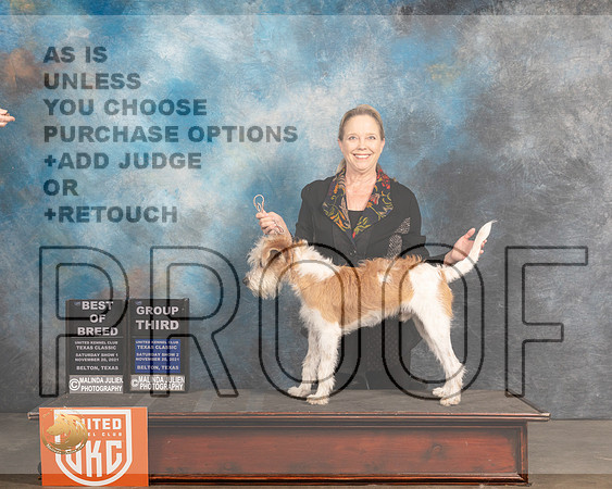 Kromfohrlander #163 Sat G3 Judge Nancy Eilks r_MMJ_5509_BeltonTxClassic2021-HR3