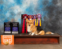 Pembroke Welsh Corgi #303 Thurs AG2 Bvet Judge Rosemarie OHara