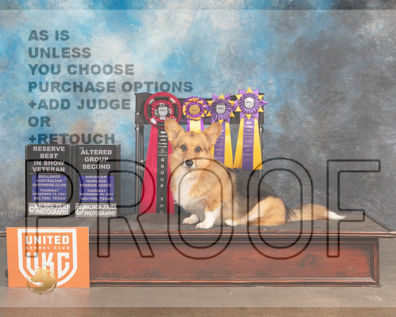 Pembroke Welsh Corgi #303 Thurs AG2 Bvet Judge Rosemarie OHara_MMJ_5514_BeltonTxClassic2021-HR3