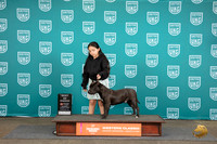 American Bully #221 Sat BM BOW Judge Alan Krenek
