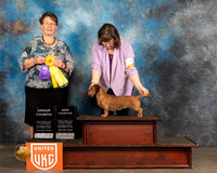 Dachshund Wirehaired #430 Sat1 G4 Judge Nancy Eilks