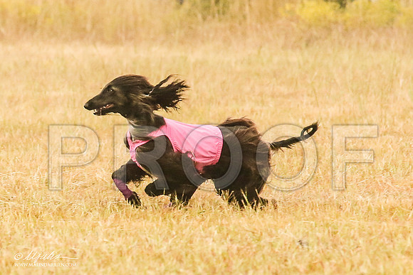 _MJ_3382-AfgBeltonOct2014-HR3