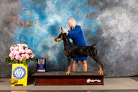 Doberman Pinscher #29 THUR WD BOW Major Judge Karen McFarlane