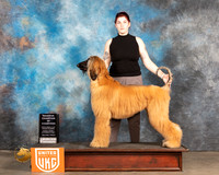 Afghan Hound #386 Sun1 RCOC Judge Nancy Eilks