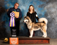 Alaskan Malamute #274 Sun Judge Rich Klatt