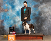 American Bully #473 Sun TD