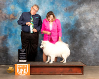 American Eskimo #189 Sun BOW Judge Rich Klatt