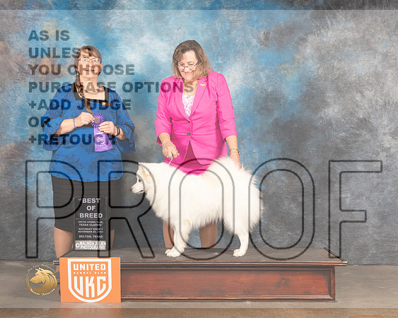 American Eskimo #190 Sat1 BOB Judge Nancy Eilks_MMJ_5886_BeltonTxClassic2021-HR3