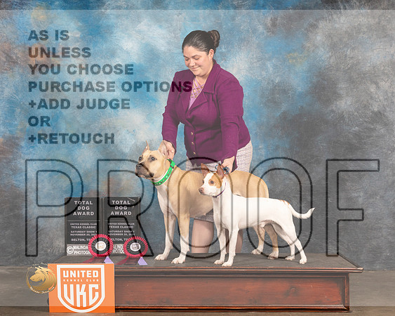 American Hairless Terrier #111 _MMJ_5919_BeltonTxClassic2021-HR3