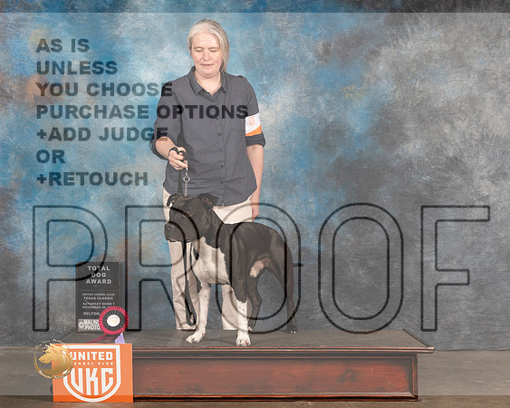 American Pit Bull Terrier #153 Sun TD_MMJ_5774_BeltonTxClassic2021-HR3