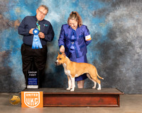 American Pit Bull Terrier #289 Sun G1 Judge Rich Klatt
