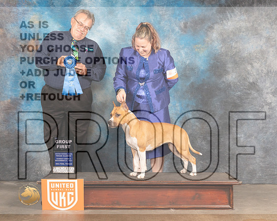 American Pit Bull Terrier #289 Sun G1 Judge Rich Klatt_MMJ_5857_BeltonTxClassic2021-HR3