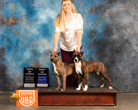American Pit Bull Terrier #341 340 Fri 2