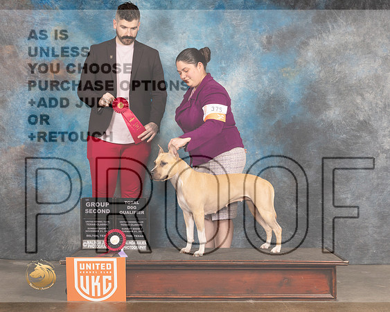 American Pit Bull Terrier #375 Sun G2 Judge Kevin Izard Carroll_MMJ_5890_BeltonTxClassic2021-HR3