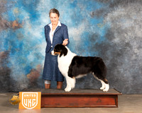 Australian Shepherd Marci