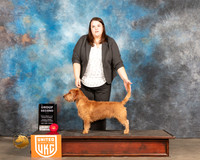 Basset Fauve de Bretange #186 Sat G2 Judge Pamela Moore