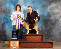 Beagle #277 Sun BIS Judge Sarah Schroeder