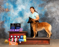 Belgian Tervuren #438 Sun BOB