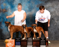 Boxer #514 BOB