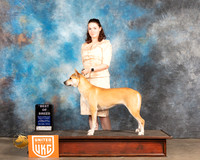 Carolina Dog #383 Sun BOB Judge Pamela Moore