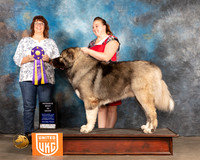 Cauc Ovcharka #436 Judge Sarah Schroeder