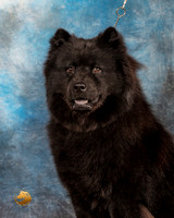 Chow Chow #337 Head study