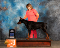 Doberman Pinscher #232 Sat2 Judge Pamela Moore