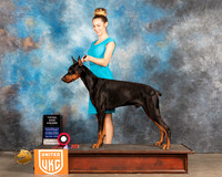 Doberman Pinscher #284 URO2 Judge Karen Shivers