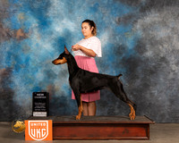 Doberman Pinscher #294 Sat Judge Stan Matsumoto