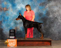 Doberman Pinscher #338 Fri BW