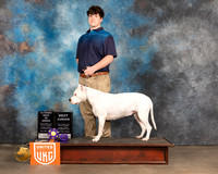 Dogo Argentino #481 Jr600 Sun1 BOB BJr Judge Jennifer Landers