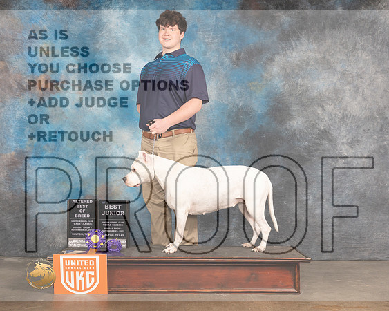 Dogo Argentino #481 Jr600 Sun1 BOB BJr Judge Jennifer Landers_MMJ_5559_BeltonTxClassic2021-HR3