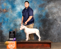 Dogo Argentino #523 Sun1 BOB BF