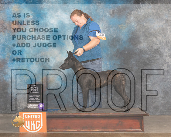 Dutch Shepherd #508 Sun1 x5 _MMJ_5572_BeltonTxClassic2021-HR3