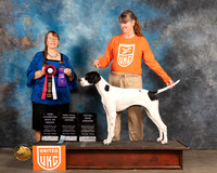 English POinter #152 Sun Judge Nancy Eilks