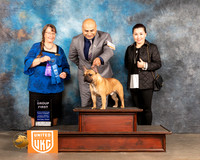 French Bulldog #308 Sun2 G1 Juge Nancy Eilks